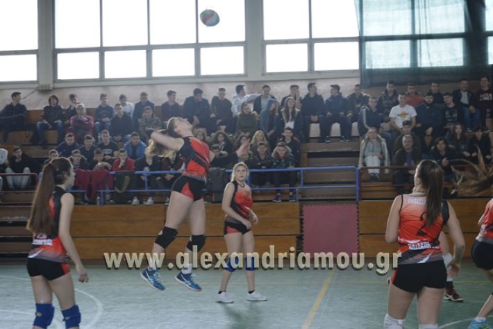 volley _1ogel-kassandra065